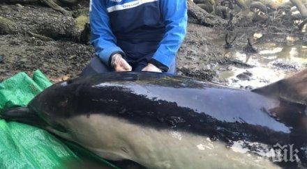 часова акция спасиха бедстващ делфин видео