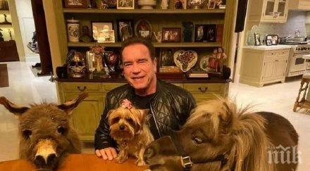 честито бате арни шварценегер стана дядо