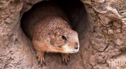 бубонна чума мармоти избухна монголия смъртни случаи