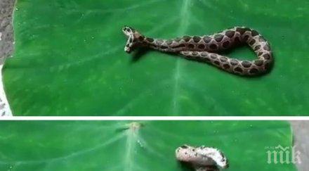 опасна находка рядка двуглава пепелянка хвърли паника жители индийско село