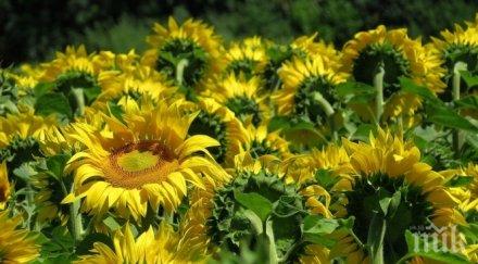 спасиха декара слънчоглед пожар