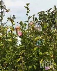 антон тодоров попиля протестърите дебъ вижте молят доган свалят борисов ядат заедно баницата видео