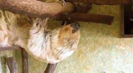 години почина възрастният ленивец света видео