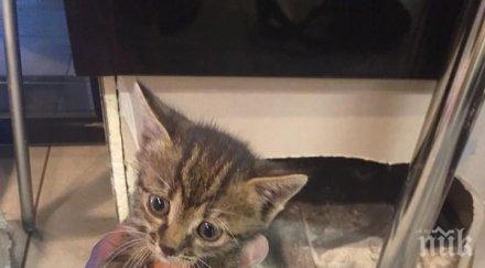 спасиха коте заклещено колона хипермаркет