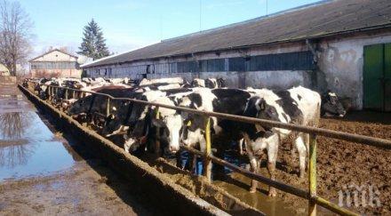 спипаха ски център кравеферма крадат вода