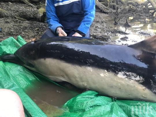 След 5-часова акция, спасиха бедстващ делфин (ВИДЕО)