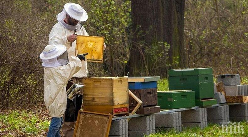 От днес животновъди и пчелари могат да кандидатстват за финансово подпомагане