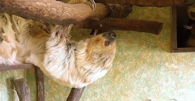 На 51 години почина най-възрастният ленивец в света (ВИДЕО)