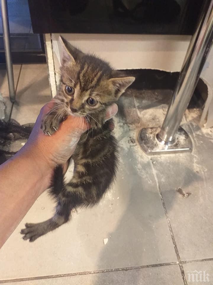 Спасиха малко коте, заклещено в колона на хипермаркет