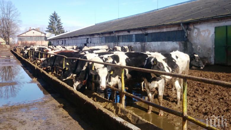 Спипаха ски център и кравеферма да крадат вода