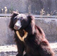 Солети и бисквити пратиха мечката Лиам от столичния зоопарк в болница (СНИМКИ)