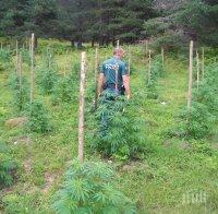 СПЕЦАКЦИЯ: Откриха над тон и половина канабис в планините Огражден и Беласица (СНИМКИ)