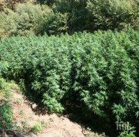 Поморийското нарко трио, поръчвало семена от Нидерландия