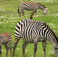 Зоопаркът в София се сдоби със стадо равнинни зебри