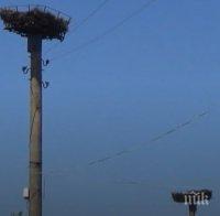 Девет щъркела загинаха след кацане на трафопост