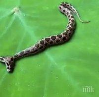 Появи се рядка смъртоносна змия с 2 глави