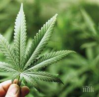 Германия либерализира пазара на канабис