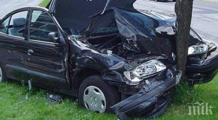 ауди размаза дърво бургаския крайморие