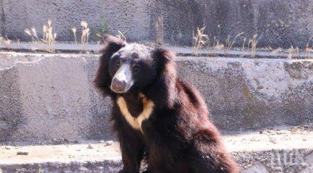 солети бисквити пратиха мечката лиам столичния зоопарк болница снимки