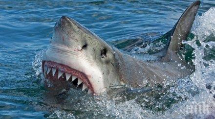 сърфист скочи гърба акула спаси жена снимки