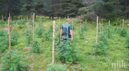 спецакция откриха тон половина канабис планините огражден беласица снимки