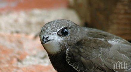 заради човешка безотговорност десетки трупове защитени птици бързолети осеяха надлез казанлък