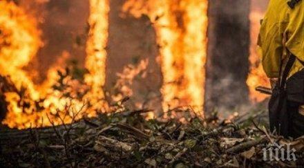 пламна широколистна гора хасково