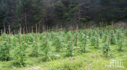 удар гранични полицаи откриха почти тона канабис снимки