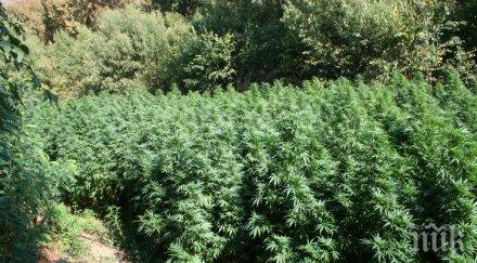 поморийското нарко трио поръчвало семена нидерландия