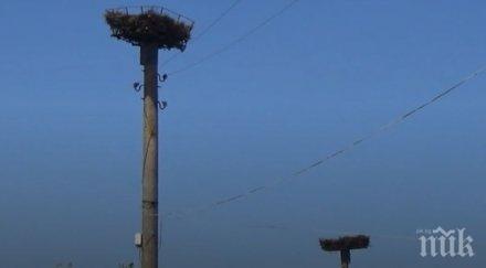 ужас ток покоси цяло ято щъркели част птиците починали