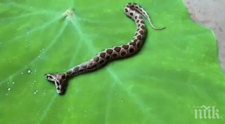 появи рядка смъртоносна змия глави