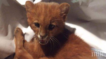 тийнейджърка взела ягуарунди коте