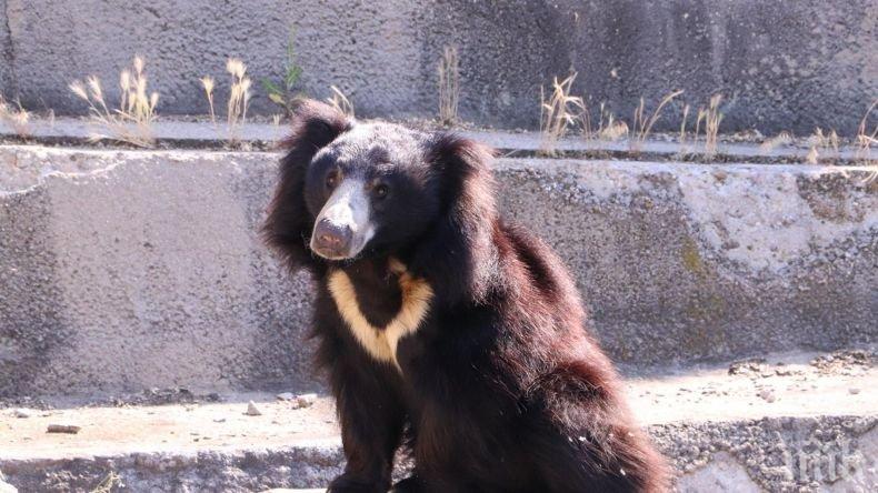 Солети и бисквити пратиха мечката Лиам от столичния зоопарк в болница (СНИМКИ)