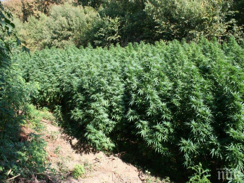 Поморийското нарко трио, поръчвало семена от Нидерландия