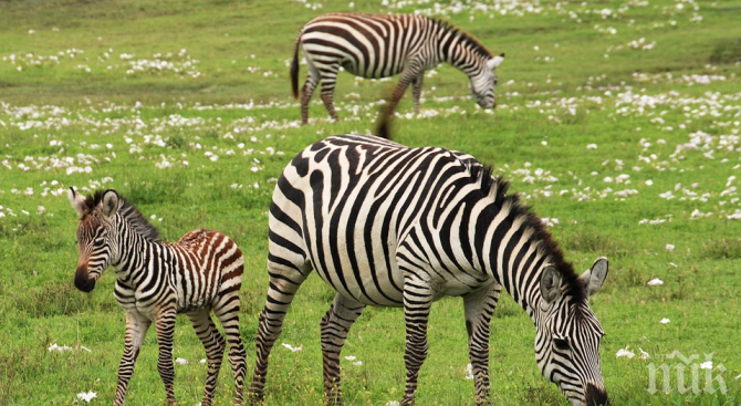 Зоопаркът в София се сдоби със стадо равнинни зебри