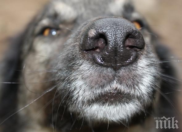 В Дубай използват кучета за откриване на пътници с коронавирус