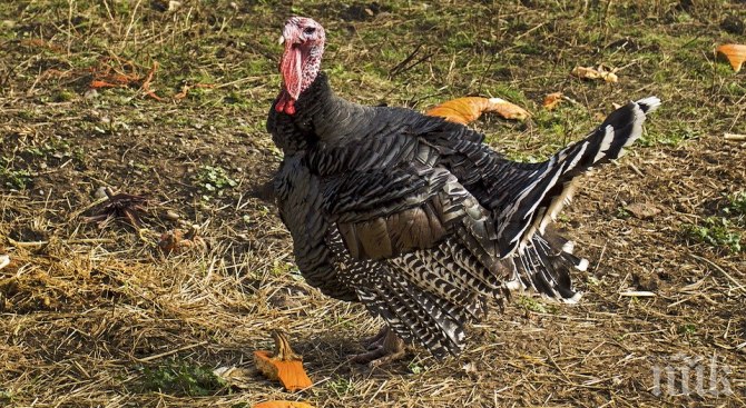 ПЪЛЕН ШАШ: Агресивен пуяк подлуди властите в САЩ, затвориха парк заради него