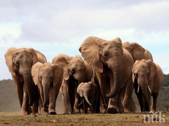 Броят на слоновете в Кения се удвоил за 30 години