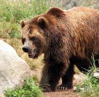 Жената, нападната от мечка край Белица, е в добро състояние