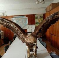 ВЪЗМУТИТЕЛНО: Продават препариран защитен орел в сайт за онлайн търговия 