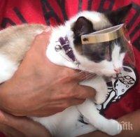 Мексиканец създаде предпазни щитове за котки с Дарт Вейдър