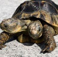 Двуглавата костенурка в Швейцария навършва 23 години