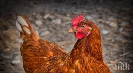 чудо чудесата българска кокошка снесе яйце жълтъка снимка