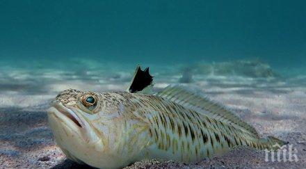 годишно момче издъхна фатална среща морски дракон