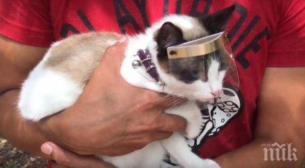 мексиканец създаде предпазни щитове котки дарт вейдър