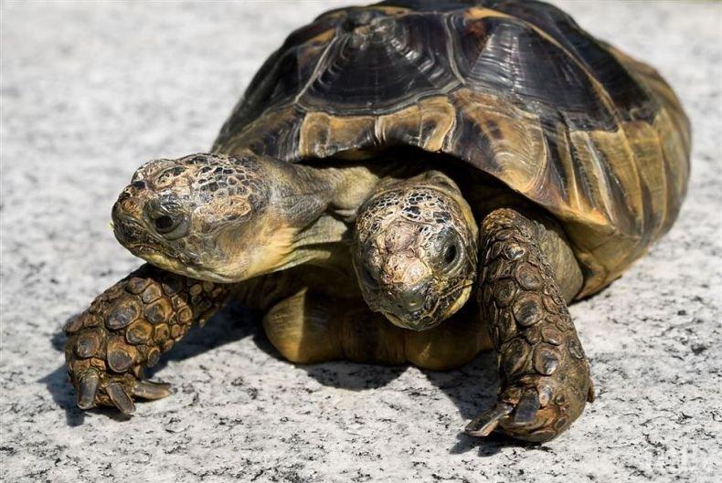 Двуглавата костенурка в Швейцария навършва 23 години