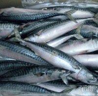 Рибата поскъпва заради по-малките количества улов