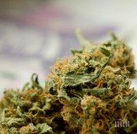 Гепиха двама пандизчии с марихуана зад решетките