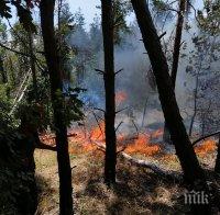 Потушиха големия горски пожар в Сакар планина