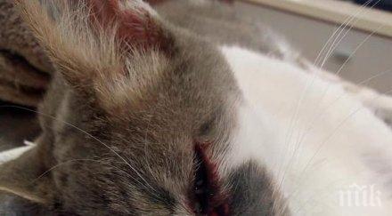 адмирации пловдивчани събират 600 спешна операция блъснато кола коте